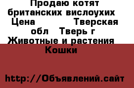 Продаю котят британских вислоухих › Цена ­ 3 000 - Тверская обл., Тверь г. Животные и растения » Кошки   